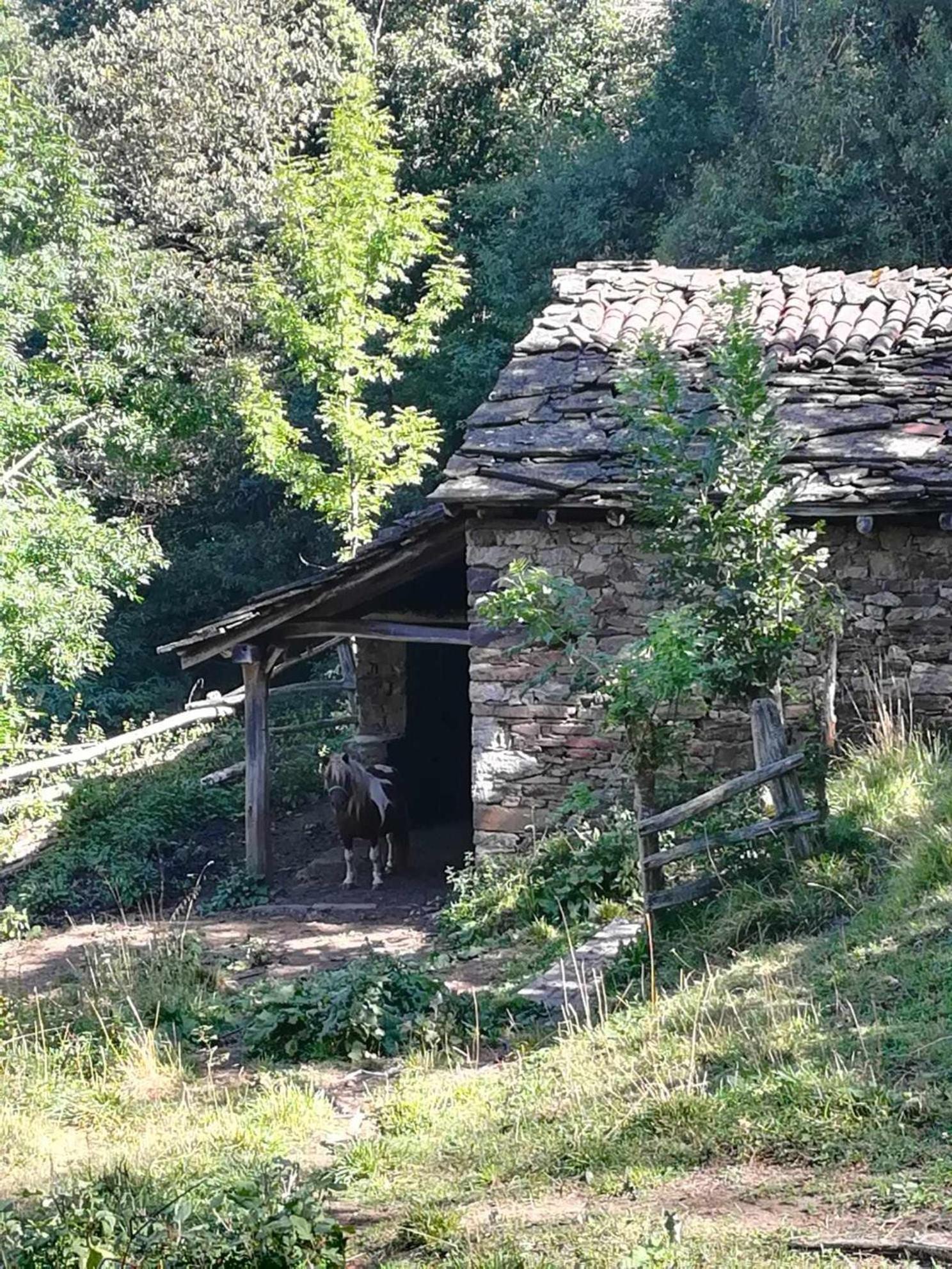 Asturias Boho Chic Lejlighed Aller Eksteriør billede